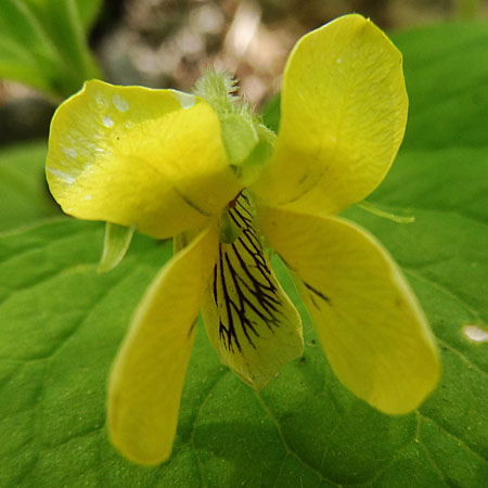 Downy yellow violet - Viola pubescens - flower